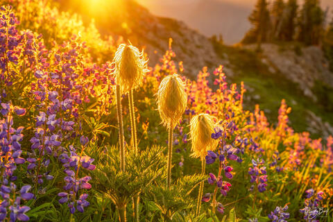 FINE ART PRINTS FOR HOLIDAY GIFTS