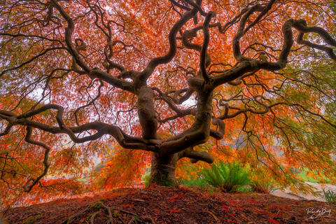 WHERE TO PURCHASE FINE ART PHOTOGRAPHY PRINTS