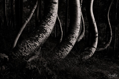 Tips for Choosing the Perfect Black and White Photograph for Your Home