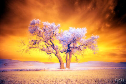 THE WORLD THROUGH A FULL SPECTRUM INFRARED CAMERA