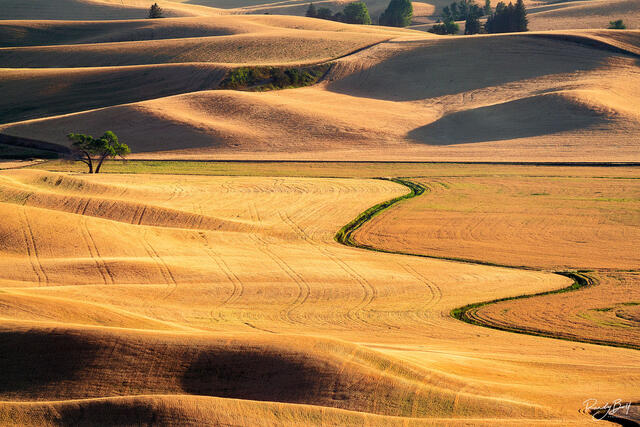 a lone tree in the golden light before sunset.