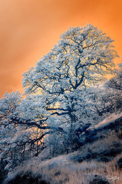 infrared oak tree in the Columbia gorge