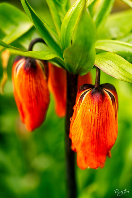 macro photograph of an aurora fritillaria in the skagit valley north of seattle, WA.