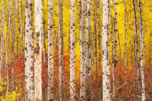 aspen trees in the tumwater canyon near lake wenatchee.