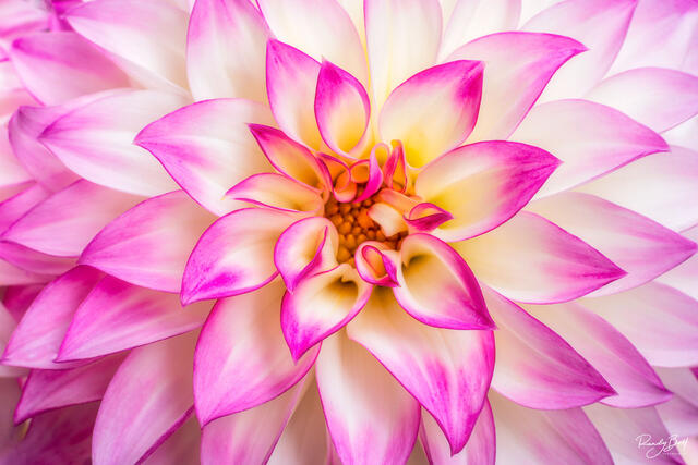 Macro photograph of a pink and white dahlia in the spring.