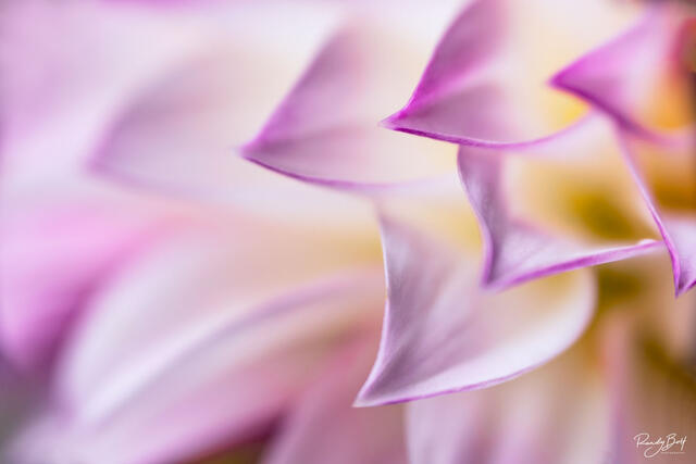 Macro photograph of a pink and white dahlia flower.