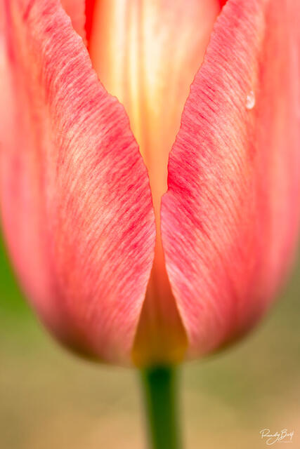 macro photography of a red an yellow tulip from the Skagit Valley Tulip Festival.