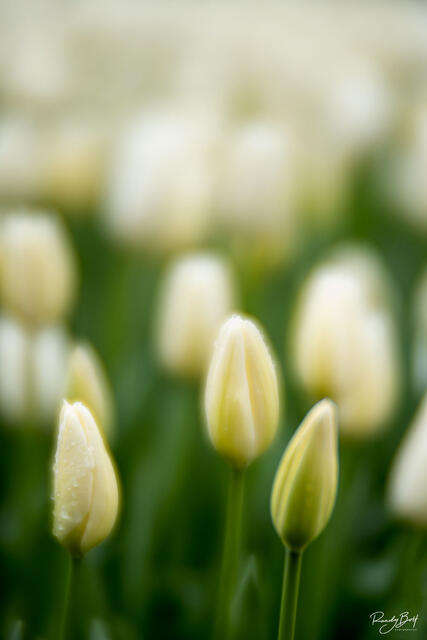 white tulips in the skagit valley during the skagit valley tulip festival taken with the lensbaby velvet 85 lens.