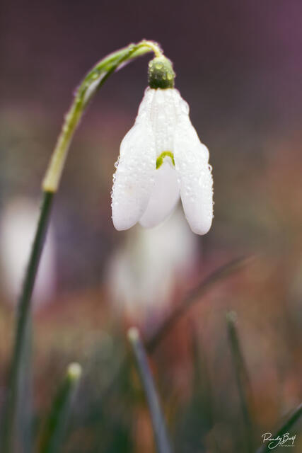 Early Snowdrop or Galanthus flower blooming in late winter.