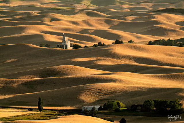 gold light washes across the Palouse wheat fields during the summer.