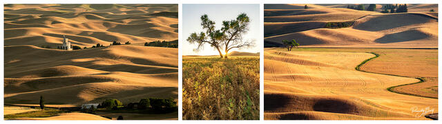 harvest season in the Palouse during sunrise and sunset.