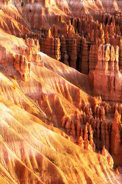 hoodoos of bryce canyon at sunrise