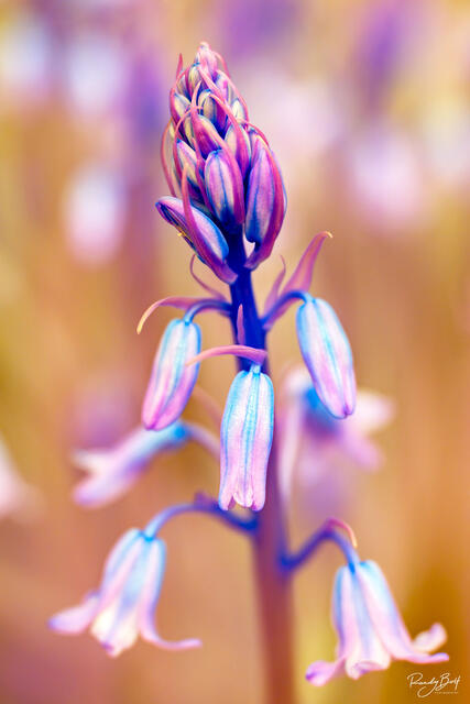 blue bell flowers in 470 nm hyper color infrared