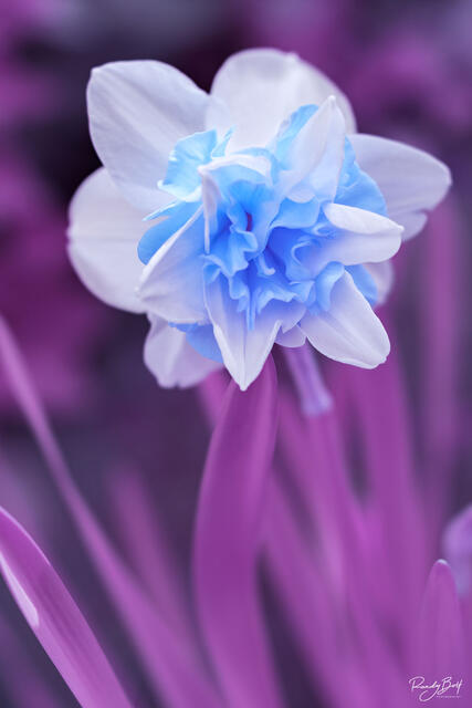 hypercolor infrared photograph of a double daffodil with a full spectrum converted camera by Life Pixel Infrared.