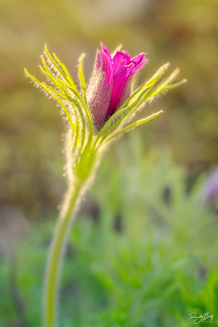 purple flower photographed at the Bellevue botanical garden with a macro lens