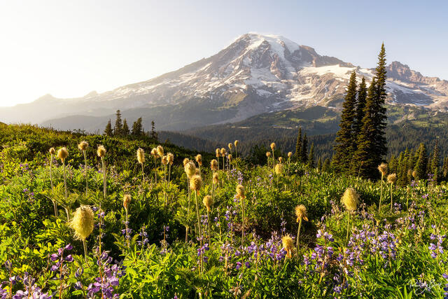 sunset with mount rainier and wildflowers of lupine and western anemone.