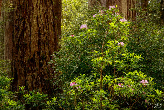 redwood trees and rhododendrons from the Redwood national forest.