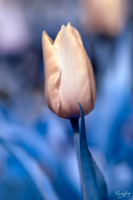Infrared photo of a tulip that looks like it belongs on Pandora from the movie Avatar.