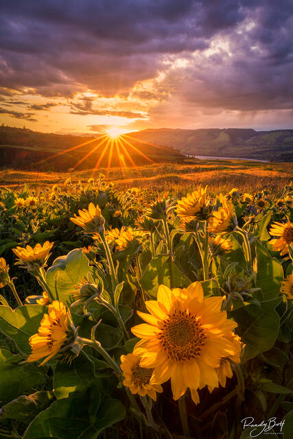 sunset on Rowena Crest with balsam root