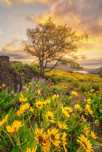 balsam root and oak tree on rowena crest during sunrise