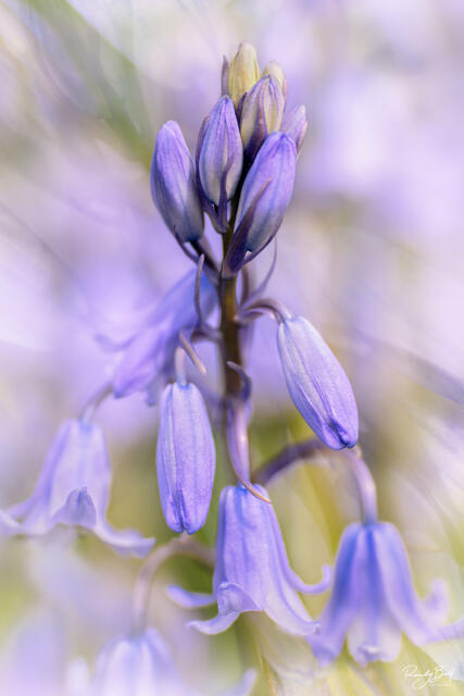 macro photography of bluebell flowers in the spring.