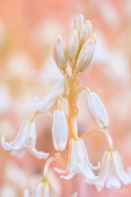 bluebell flowers photographed in 590 nm super color infared.