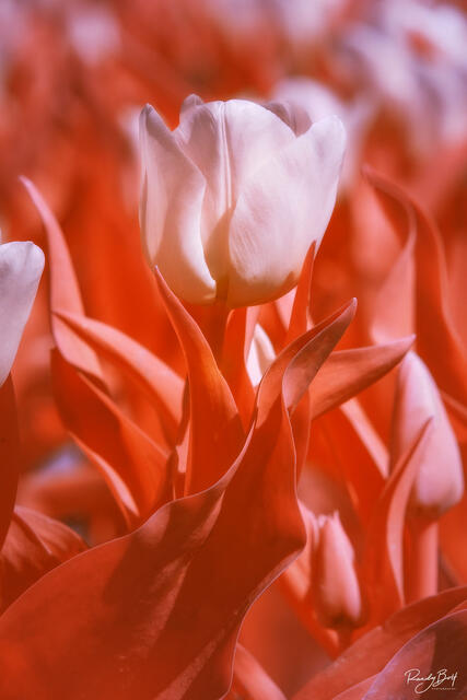 590 nm super color infrared of tulips in the skagit valley.