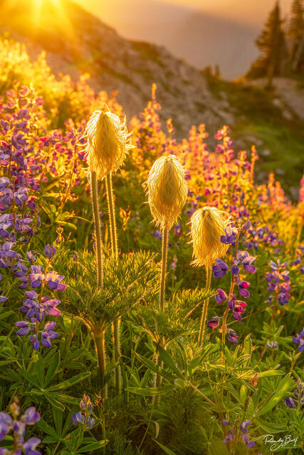 western anemones glowing in the gold light of sunset.