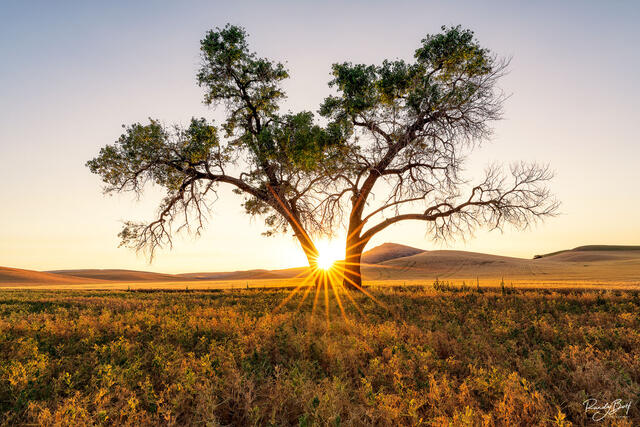 the sun creating a starburst against a tree in the Palouse next to Steptoe butte.