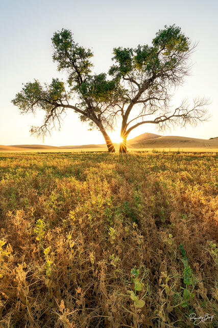 the sun creating a starburst against a tree in the Palouse next to Steptoe butte in vertical format.