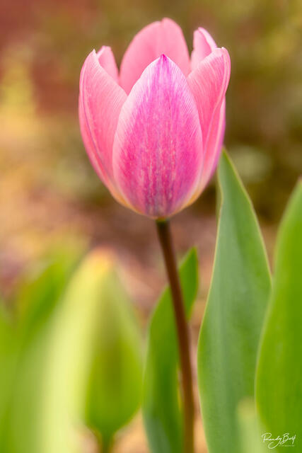 macro photography with a tulip in the local neighborhood