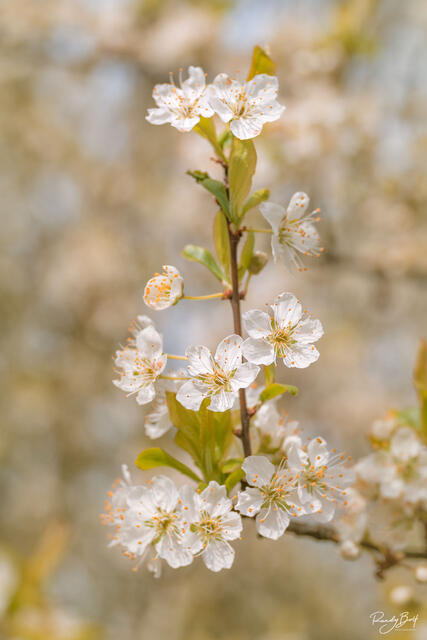 cherry blossom photograph from the University of Washington in Seattle