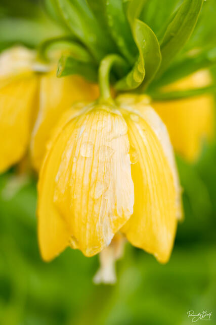 macro photograph of a yellow fritillaria in the skagit valley north of seattle, WA.