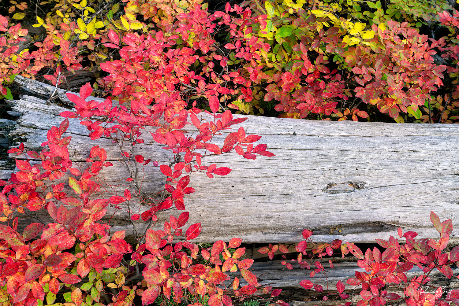 Canvas prints are poor quality and not used for fine art prints.