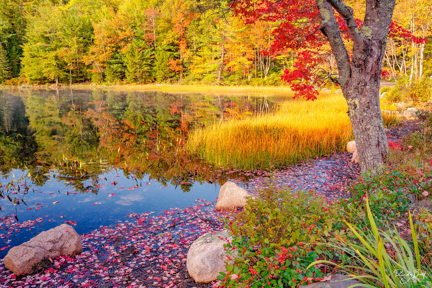 fall color in Acadia National Park reflected in a lake.