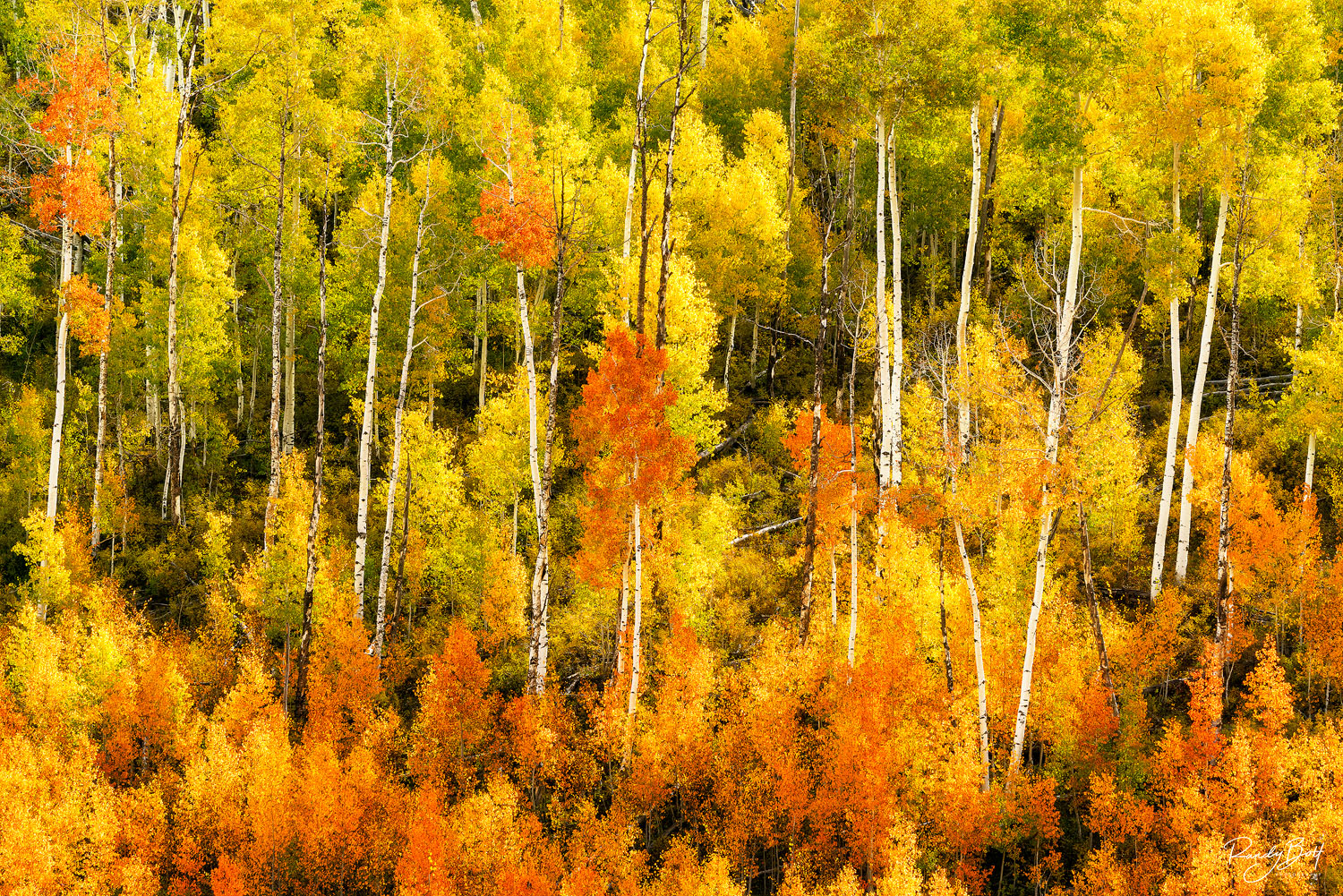 fall color in colorado on the last dollar road.