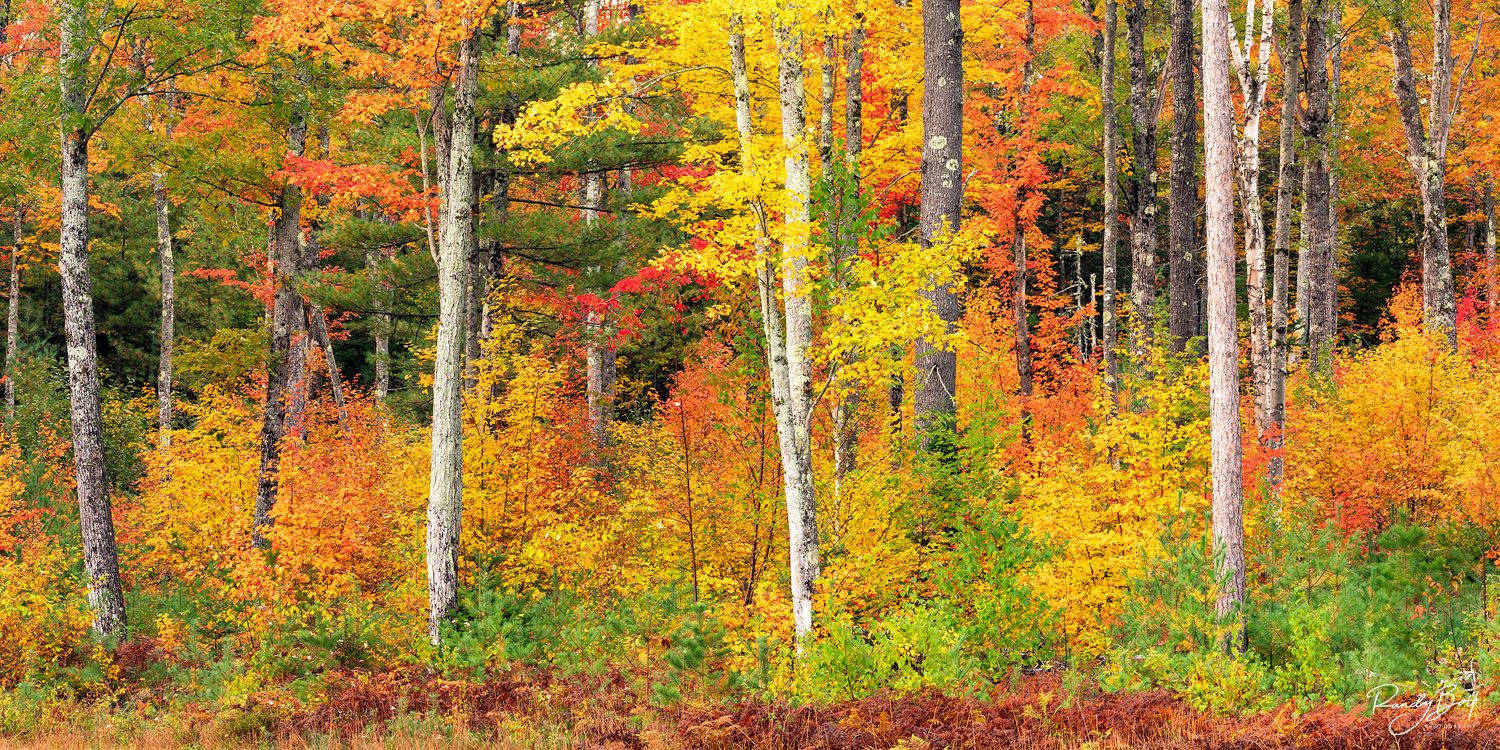 panorama photograph of fall color in New Hampshire.