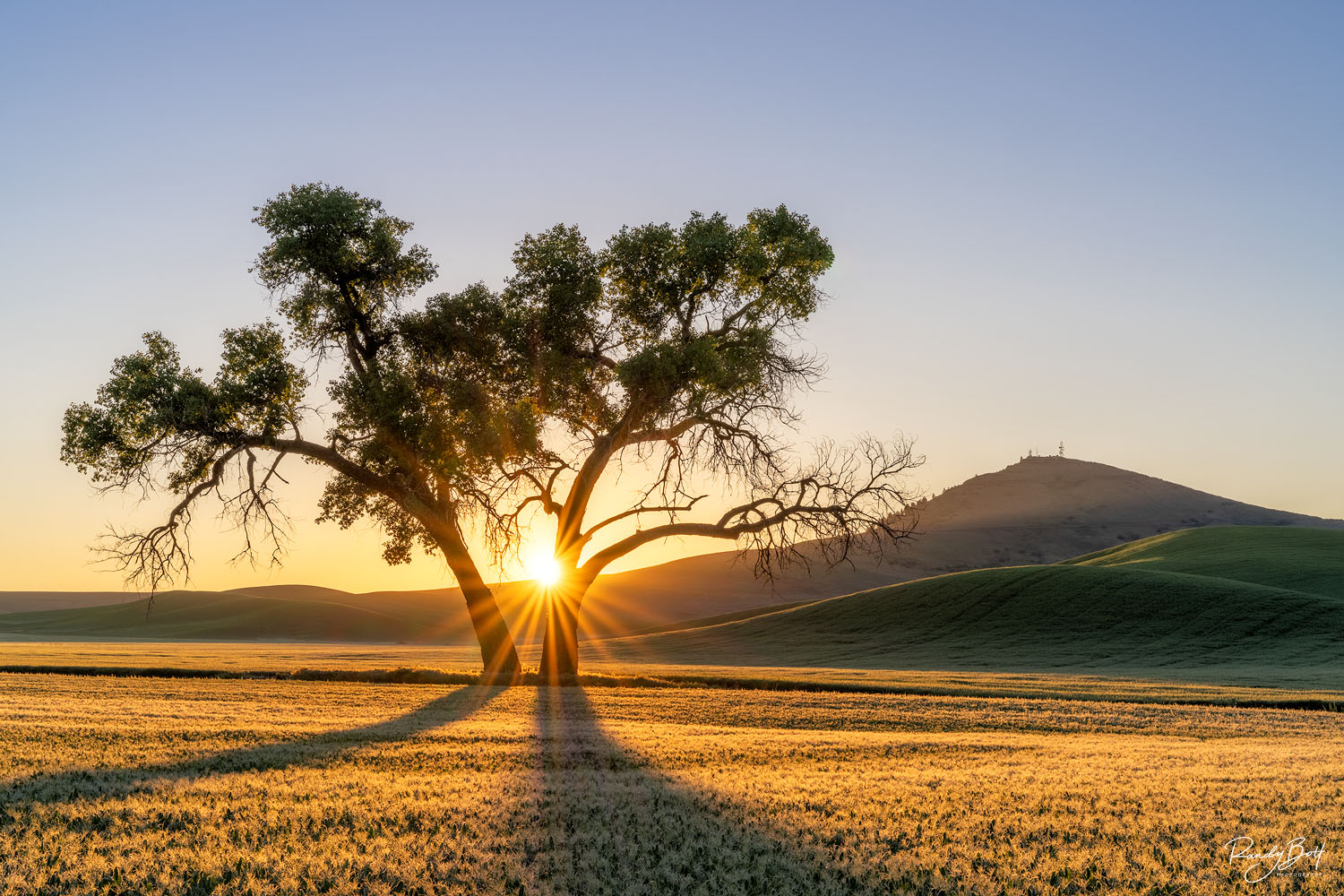 A lone tree at sunrise with Steptoe butte in the background and starburst from the rising sun.