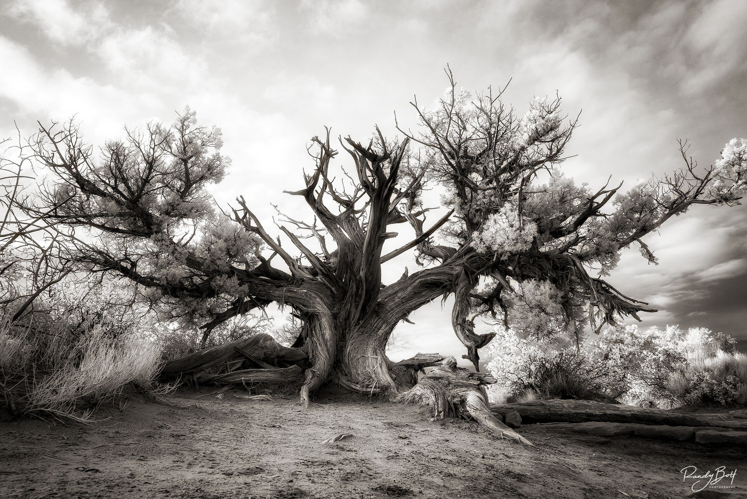 black and white infrared of a lone tree in Arches National park in Utah.