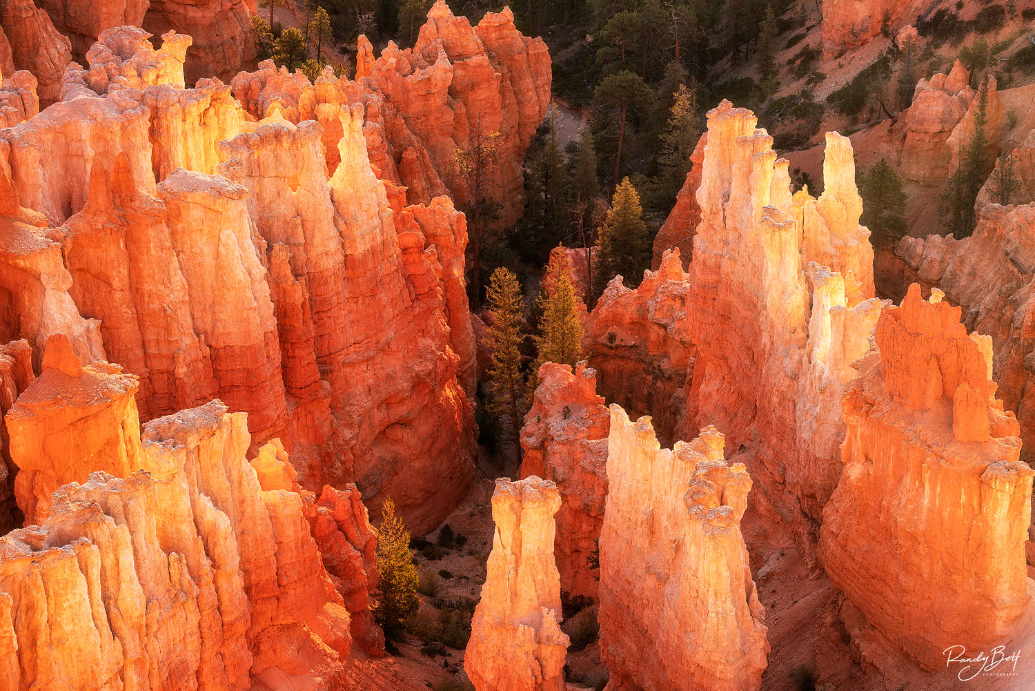 sunrise light on the hoodoos of bryce canyon.
