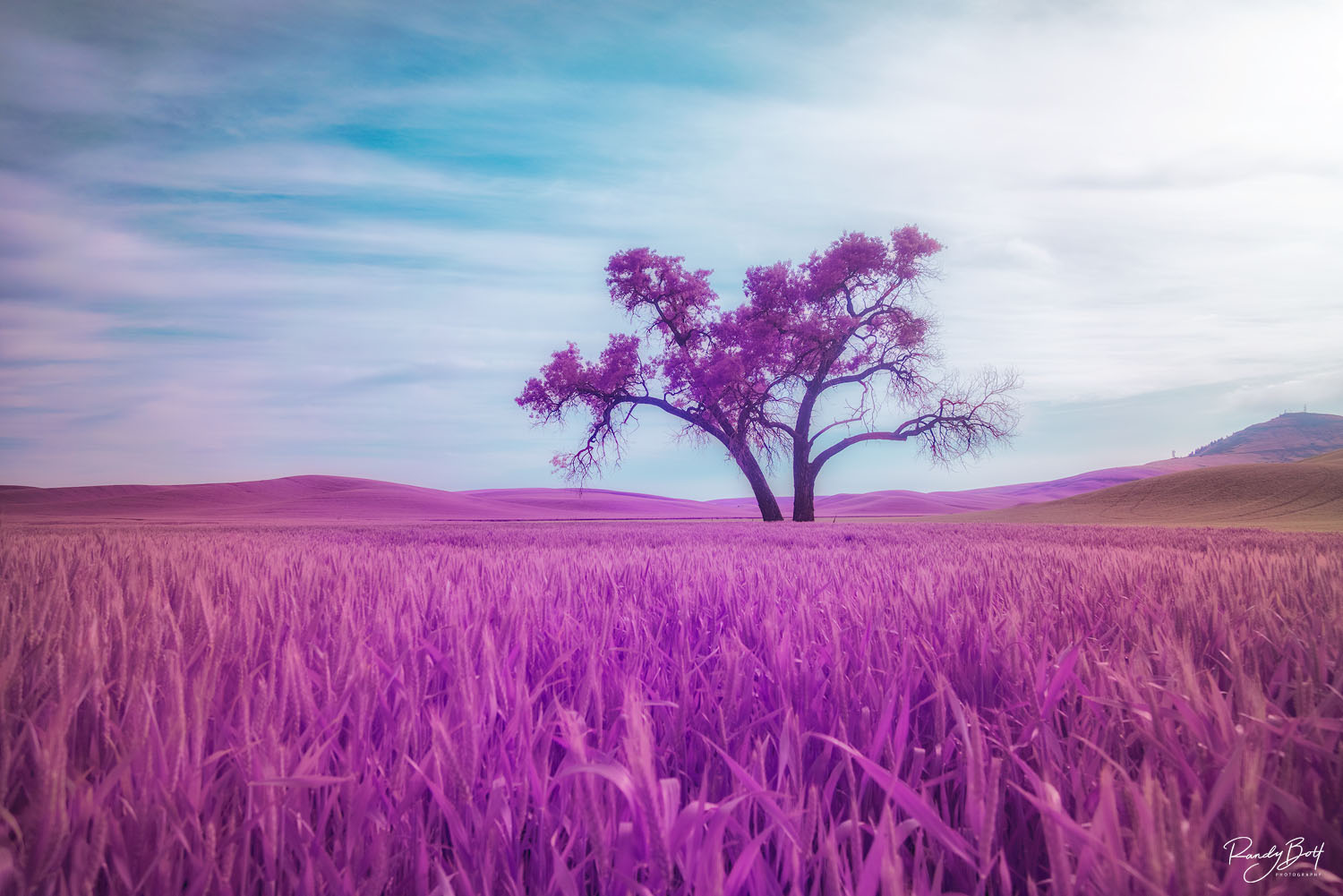 Lone cottonwood tree in the Palouse area of Washington state with Steptoe butte in the background. 