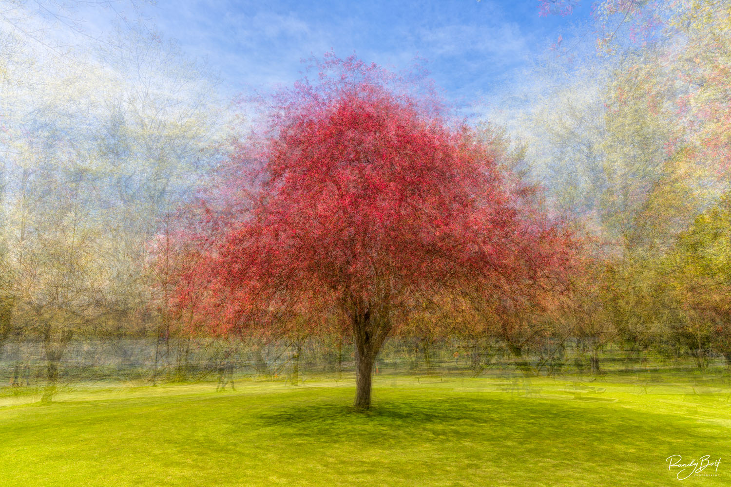 Layered tree in the style of Pep Ventosa taken from Green lake in Seattle.