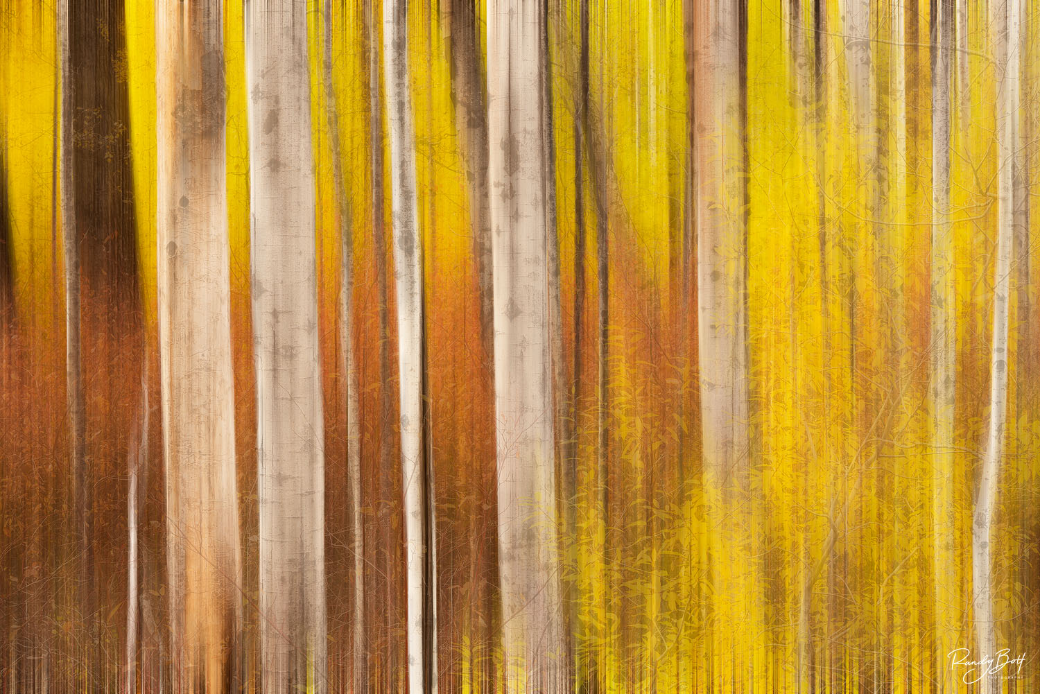 motion blur on aspen trees in the tumwater canyon.