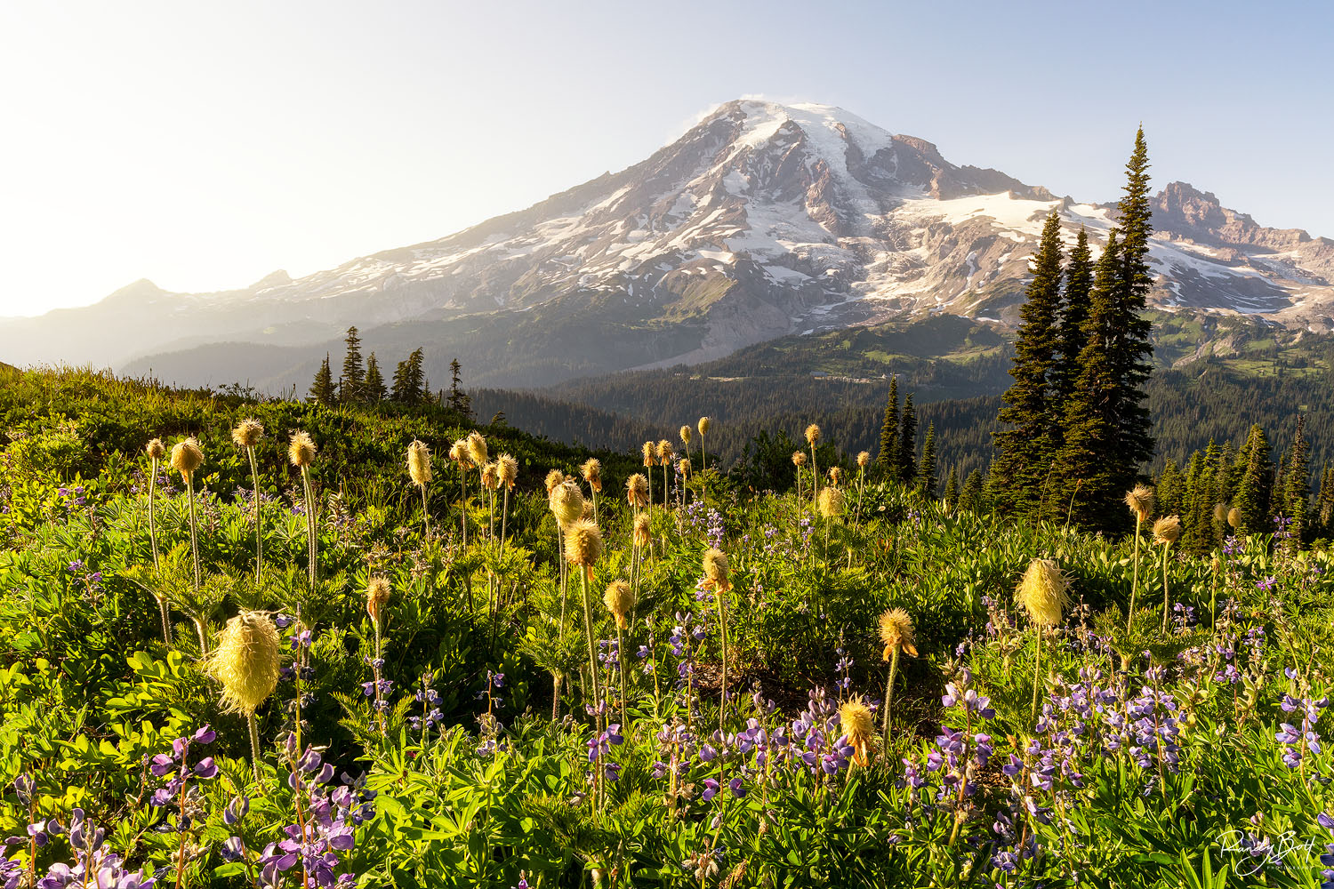 sunset with mount rainier and wildflowers of lupine and western anemone.