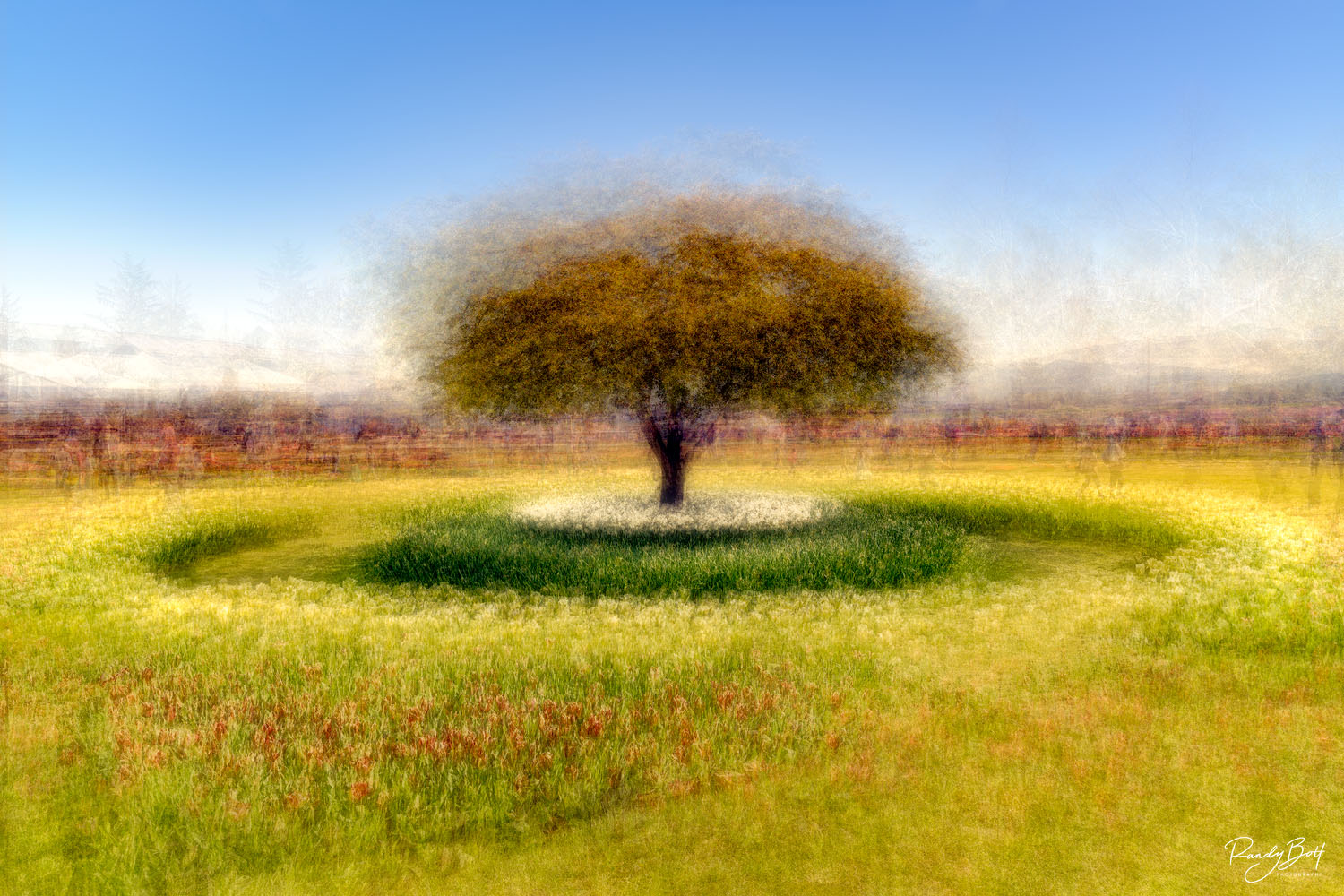 A lone tree in the skagit valley photograhed using the Pep Ventosa style editing.