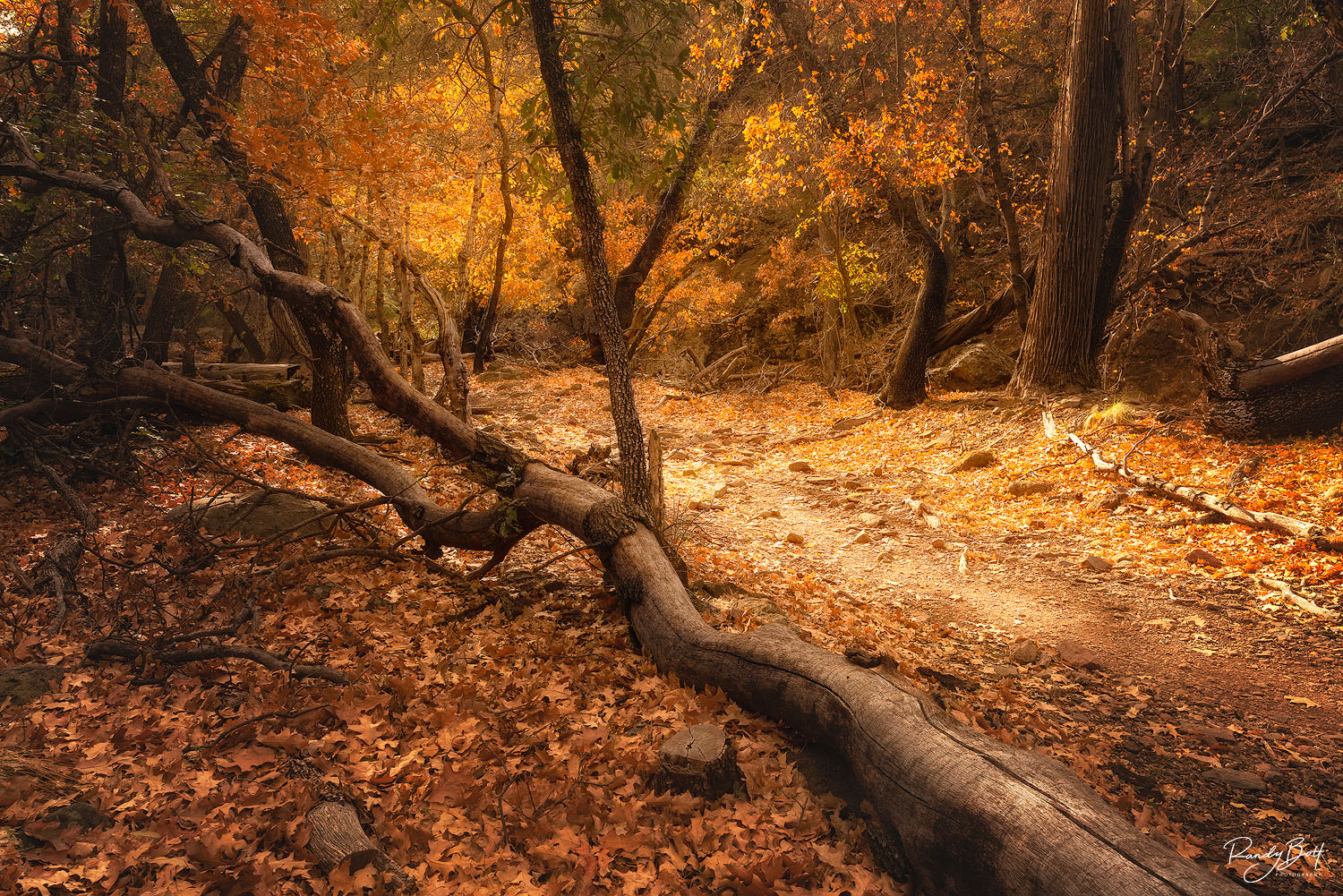 where to buy fine art prints.