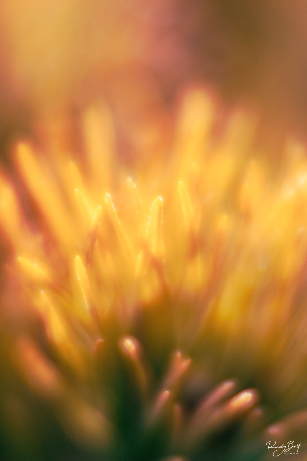 abstract photo of pine needles backlit by the sun.
