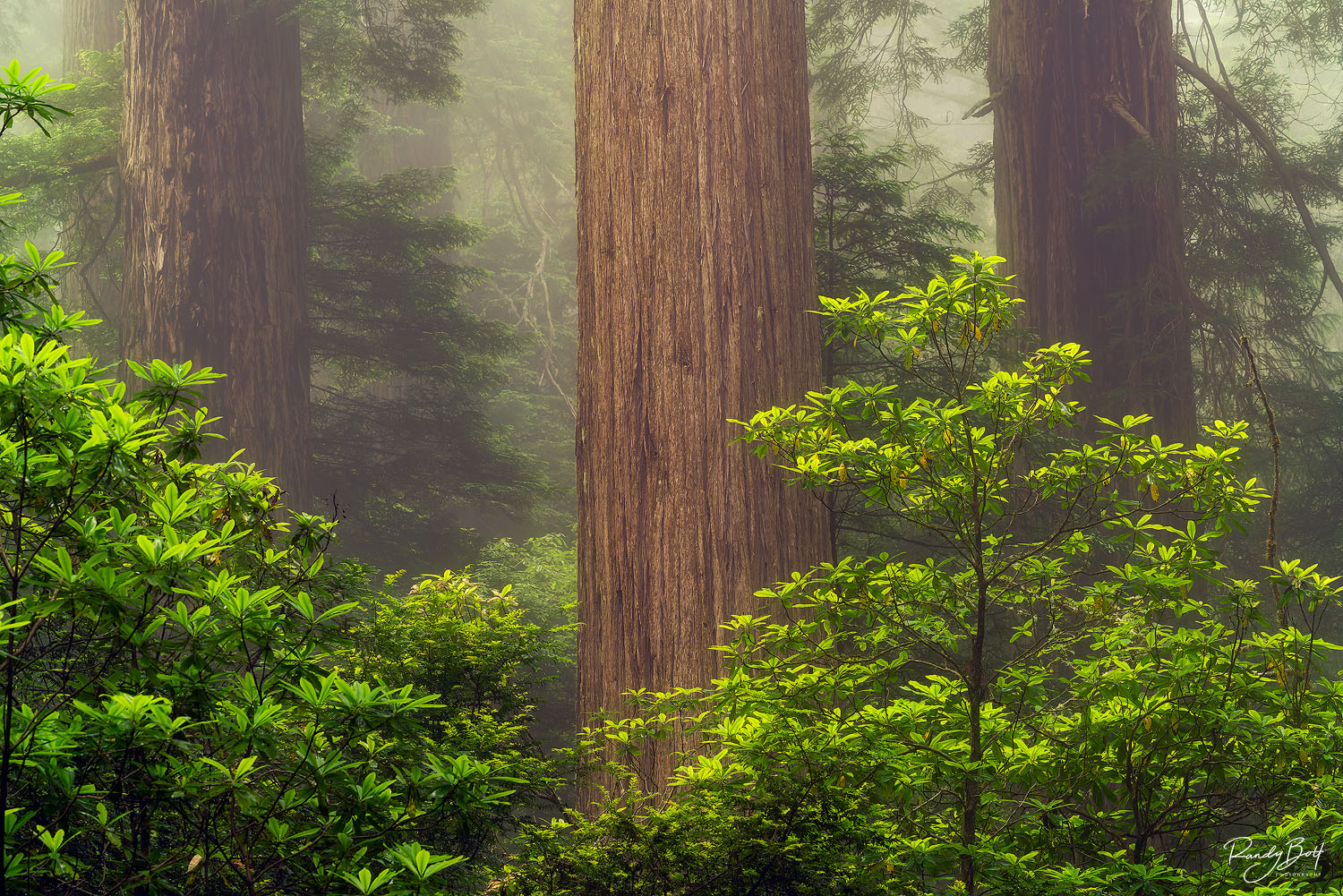 Three trees standing watch in the redwoods national and state parks at Damnation Creek trail.