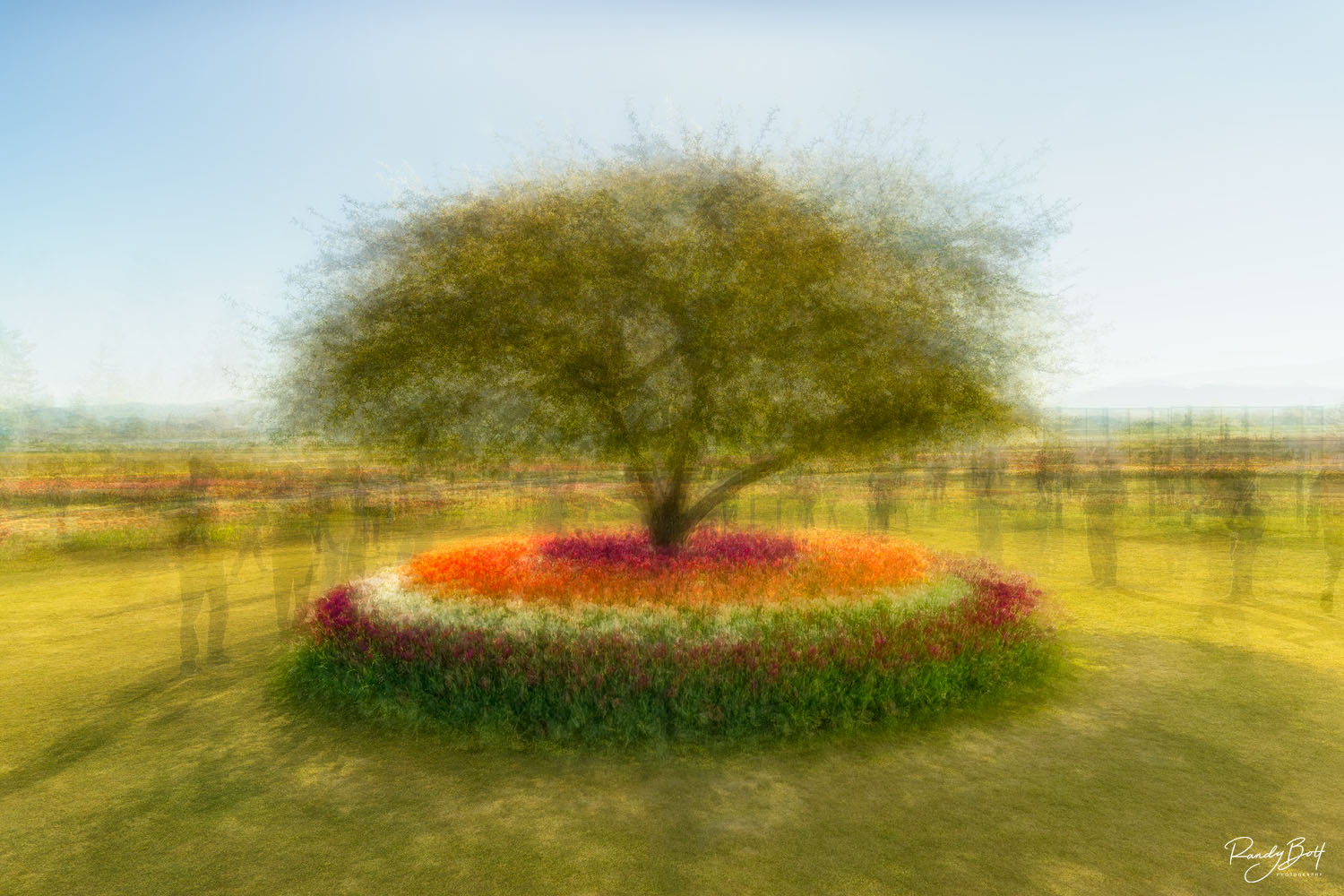 Tree from the skagit valley tulips photographed in the style of Pep Ventosa.